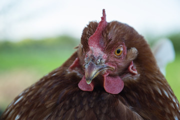 Hens feed on the traditional rural barnyard at sunny day. Detail of hen head. Chickens sitting in henhouse. Close up of chicken standing on barn yard with the chicken coop. Free range poultry farming