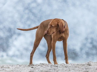 Hunde am meer