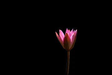 Cercles muraux fleur de lotus lotus flower isolated on black background