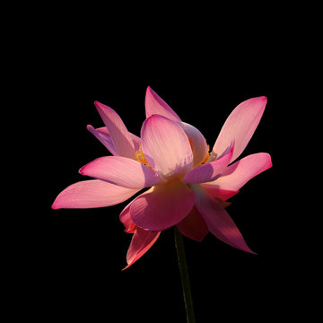 Fototapeta lotus flower isolated on black background