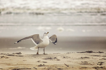 Fototapeta na wymiar Seagull spreading wings on the beach