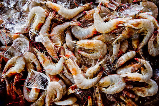 Thailand, Chang Wat Phang-nga, Tambon Takua Pa, Gek&uuml;hlte Meerestiere, authentische Reise nach Phang Nga, Leben bei den Einheimischen