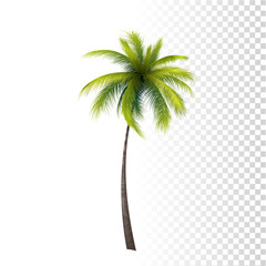 Obraz premium Green Classic Palm