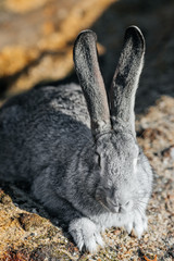grey rabbit in green grass on the farm