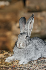 grey rabbit in green grass on the farm