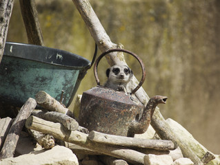 Meerkat in a Kettle