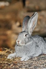 grey rabbit in green grass on the farm