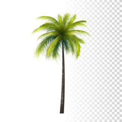Fototapeta premium Coconut Palm Tree
