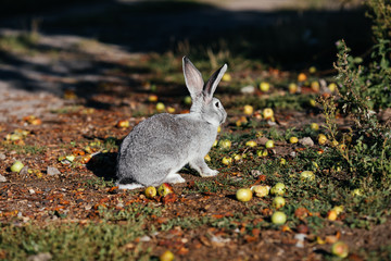 grey rabbit in green grass on the farm