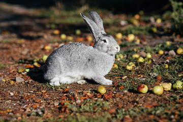 grey rabbit in green grass on the farm