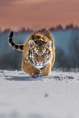 Siberian tiger from front view, runing to hunt down prey i n winter on snow. (Panthera tigris)