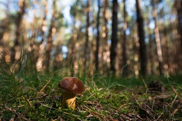 Maronen Pilz auf dem Waldboden in Nahaufnahme - 169757250