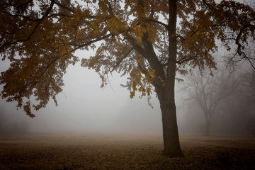 Fototapeta na wymiar Autumn tree in the morning fog