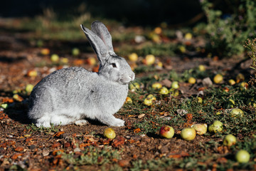 grey rabbit in green grass on the farm