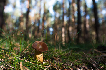 Maronen Pilz auf dem Waldboden in Nahaufnahme - 169757281