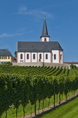 Fototapeta na wymiar vine yard hochheim am Main, germany