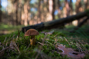 Maronen Pilz auf dem Waldboden in Nahaufnahme - 169757426