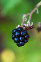 Close up of a single ripe blackberry