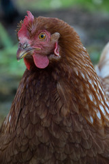 Hens feed on the traditional rural barnyard at sunny day. Detail of hen head. Chickens sitting in henhouse. Close up of chicken standing on barn yard with the chicken coop. Free range poultry farming