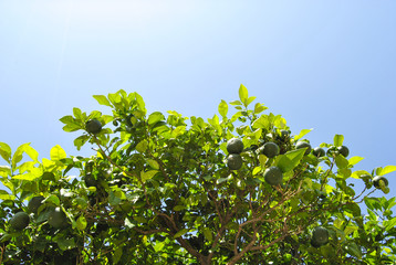 Orange tree view from below. Green oranges on a tree against the blue sky. beautiful summer landscape