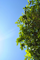Orange tree view from below. Green oranges on a tree against the blue sky. beautiful summer landscape