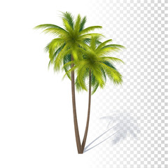 Obraz premium Green Coconut Palm