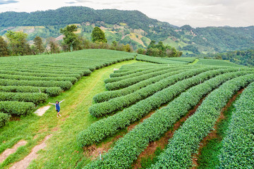 Obraz premium Tourist women amidst the beautiful natural scenery of green tea plantation in the mountains on Doi Mae Salong in Chiang Rai is a famous tourist destination in northern Thailand