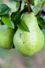 Green Bartlett pears or Williams pears growing in pear tree 