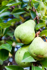 Green Bartlett pears or Williams pears growing in pear tree 