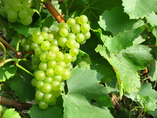 Grappe de raisin blanc, c&eacute;page Chardonnay, en Champagne (France)