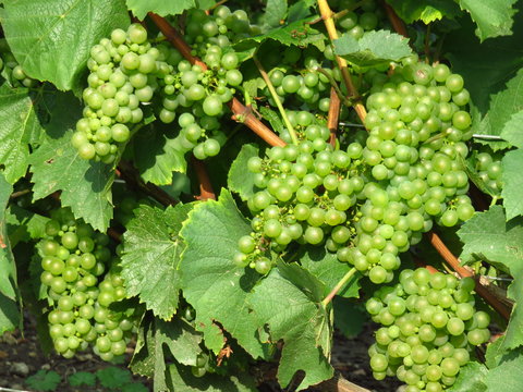 Grappes de raisin blanc, c&eacute;page Chardonnay, en Champagne (France)