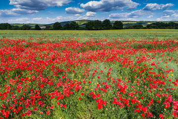 aerial view of red poppy field