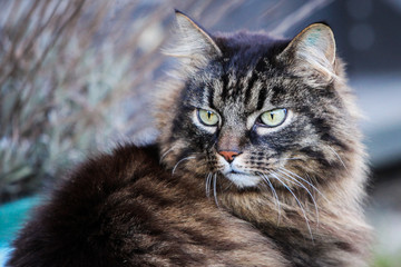 A close up of a tabby cat with long fur looking over its shoulder outside during day light. A identification tattoo can be seen in the left ear.