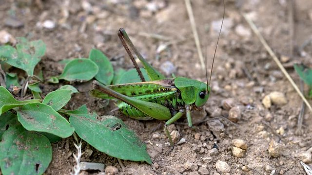 Large Green Grasshopper - (4K)