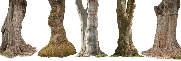 Fototapeta Trees isolated on white background obraz