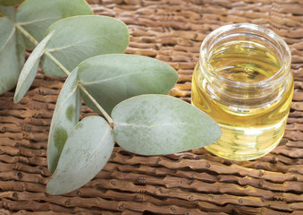 Eucalyptus leaves and oil (Eucalyptus cinerea)