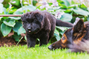 cute Old German Shepherd puppy walks in the garden