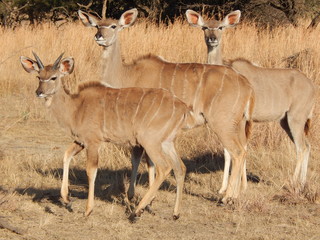 KUDU KIDS