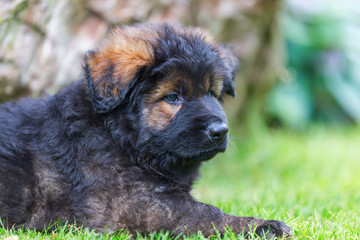 portrait of a cute Old German Shepherd puppy