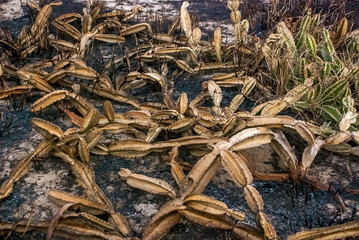 Incêndio no Brejo Herbáceo do PEPCV (Paisagem) | Fire in the PEPCV Herbaceous Mouth fotografado em Guarapari, Espírito Santo -  Sudeste do Brasil. Bioma Mata Atlântica.