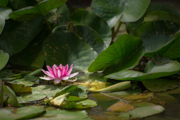 Pink Water Lily Flower
