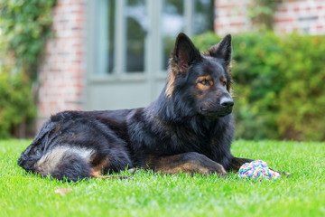 portrait of an Old German Shepherd who lies in the garden
