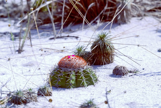 Cactus Cabeça-de-frade (Melocactus violaceus) | Cactus fotografado em Guarapari, Espírito Santo -  Sudeste do Brasil. Bioma Mata Atlântica.