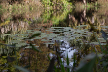 Lily Pads in Pond