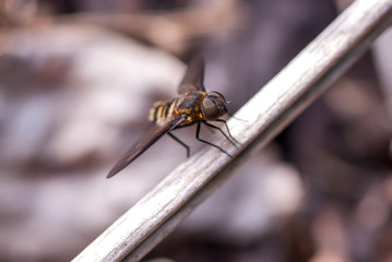 Mutuca (Tabanidae) | Fly fotografado em Guarapari, Espírito Santo -  Sudeste do Brasil. Bioma Mata Atlântica.