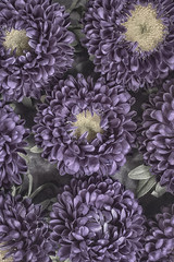 Purple Aster Flowers on a bed of banana chips as a background