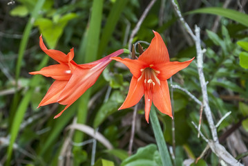Lírio-do-campo laranja (Hippeastrum striatum) | Striped Barbados lily fotografado em Guarapari, Espírito Santo - Sudeste do Brasil. Bioma Mata Atlântica.