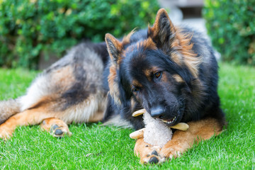 Old German Shepherd plays with a soft toy