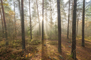 Fototapeta premium Foggy morning sun light forest