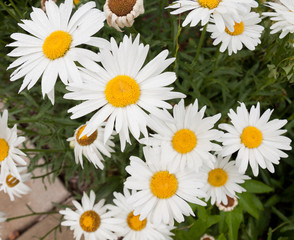 Daisies growing in a garden